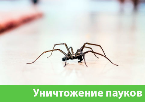 Избавиться от пауков в городе Белгород