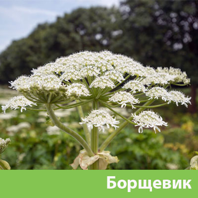 Борщевик в Белгороде