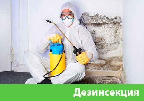 Дезинсекция в городе Белгород