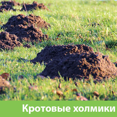 Кроты на участке в Белгороде