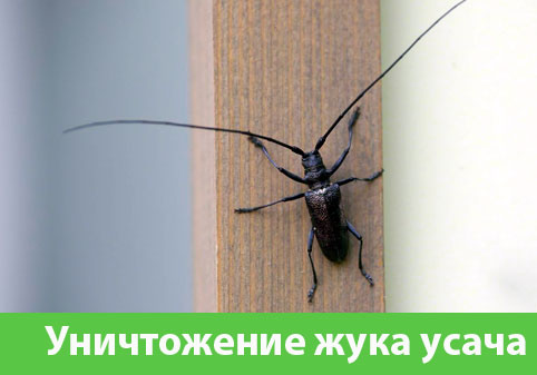 Обработка от жука усача в городе Белгород