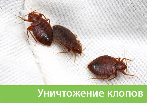 Уничтожение клопов в городе Белгород