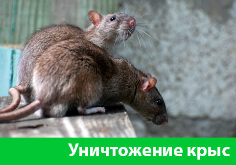 Уничтожение крыс в городе Белгород