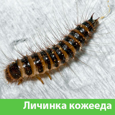 Личинка Кожееда в Белгороде