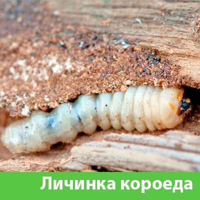 Уничтожение личинок короеда в Белгороде