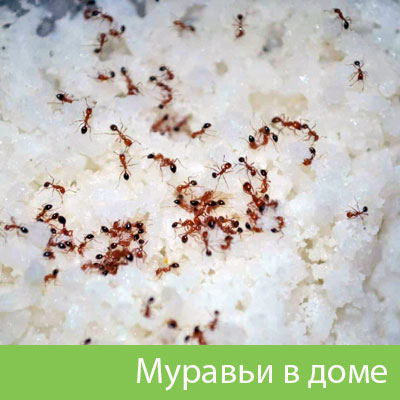 Муравьи в доме в Белгороде