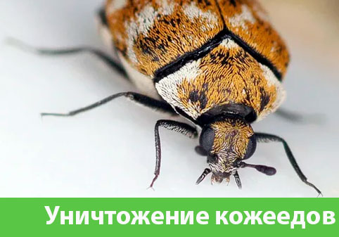 Обработка от кожееда в городе Белгород 