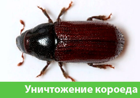 Обработка от короеда в городе Белгород