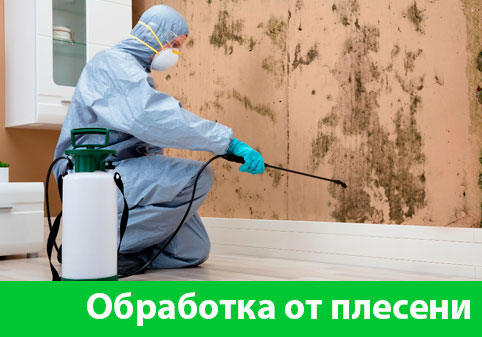 Обработка от плесени в городе Белгород