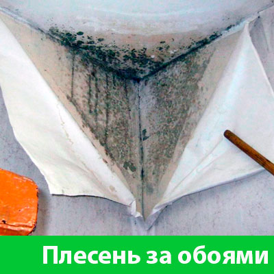 Удаление плесени в Белгороде