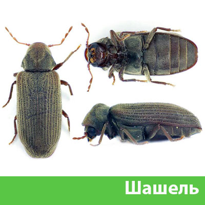 Обработка от шашеля в городе Белгород