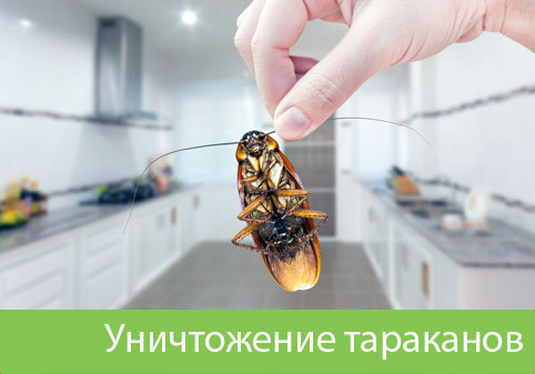 Уничтожение тараканов в городе Белгород
