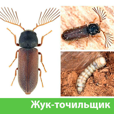 Уничтожение точильщика и личинок в Белгороде