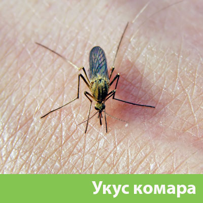 Укусы комаров в Белгороде