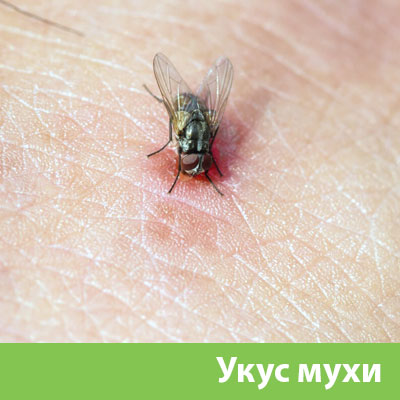 Уничтожение мух в Белгороде