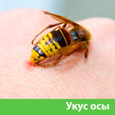 Профессиональное уничтожение ос и шершней в Белгороде