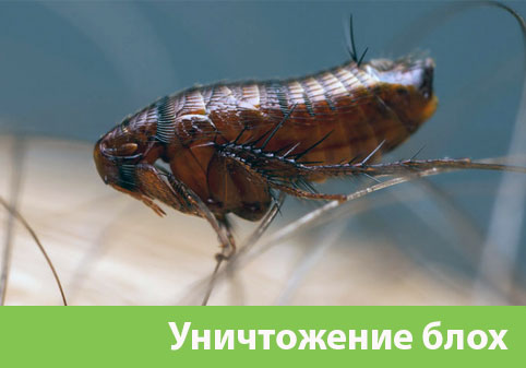Уничтожение блох в городе Белгород