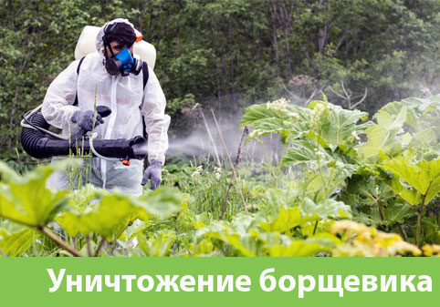 Уничтожение Борщевика в городе Белгород