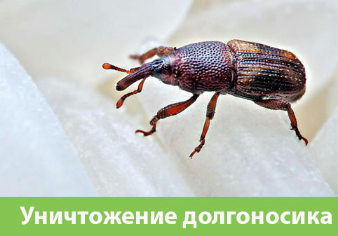 Уничтожение долгоносиков в городе Белгород