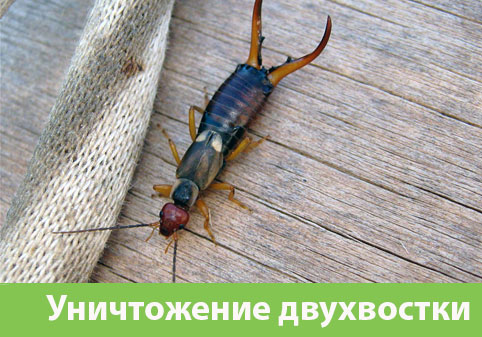 Уничтожение двухвостки в городе Белгород
