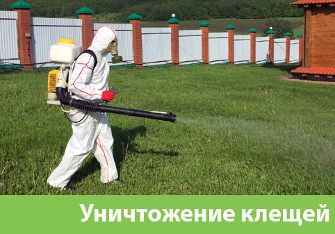 Уничтожение клещей в городе Белгород