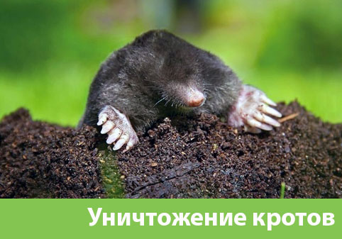 Уничтожение кротов в городе Белгород