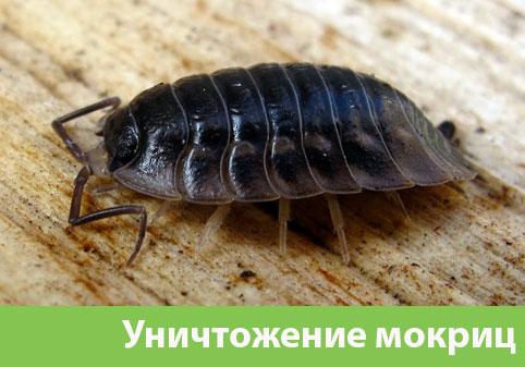 Мокрицы в квартире в городе Белгород