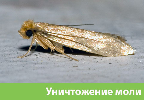 Уничтожение моли в городе Белгород 