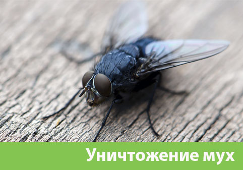 Уничтожение мух в городе Белгород