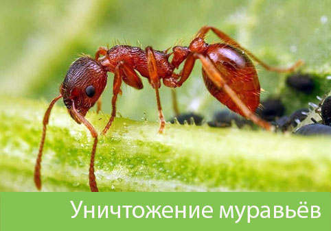 Уничтожение муравьёв в городе Белгород