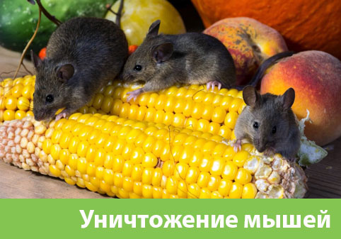 Уничтожение мышей в Белгороде