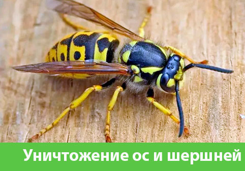 Уничтожение ос и шершней в городе Белгород
