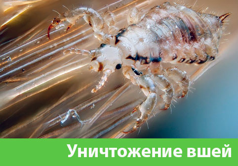 Уничтожение вшей в городе Белгород